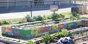 TX Sprouts school garden program improves childhood health